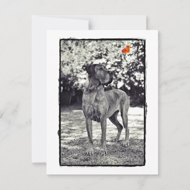 ブリンデルダネヘリア (正面)