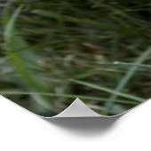 ブリンドルケアン・テリアのポスター ポスター (角)