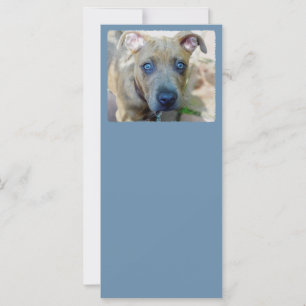 ブリンドルピットブルパピーby Shirley Taylor