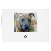 ブリンドルピットブルパピーby Shirley Taylor (裏面横)