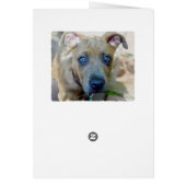 ブリンドルピットブルパピーby Shirley Taylor (裏面)