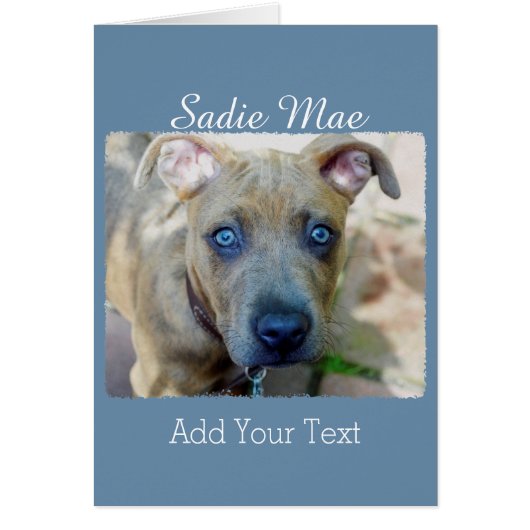 ブリンドルピットブルパピーby Shirley Taylor (正面)