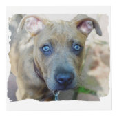 ブリンドルピットブルワンピーバイシャーリーテイラー フォトキューブ (右)