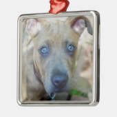 ブリンドルピットブルワンピーバイシャーリーテイラー メタルオーナメント (左)