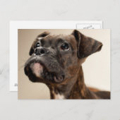ブリンドルボクサーの子犬が不思議そうに見上げる。 ポストカード (正面/裏面)