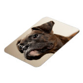 ブリンドルボクサーの子犬が不思議そうに見上げる。 マグネット (左側)