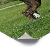 ブリンドルボクサー犬ショーのスタンス ポスター (角)