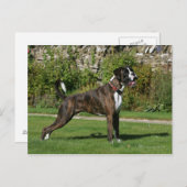ブリンドルボクサー犬ショーのスタンス ポストカード (正面/裏面)