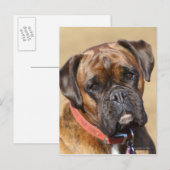 ブリンドルボクサー犬 ポストカード (正面/裏面)
