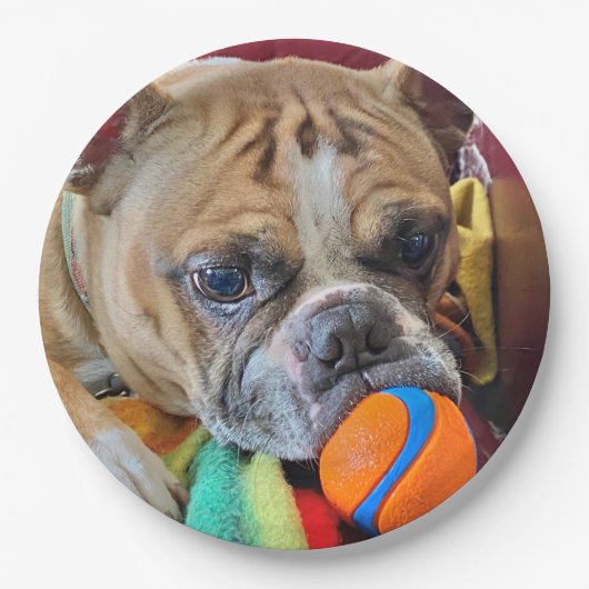 ブリンドルボストンテリア紙プレート ペーパープレート (正面)