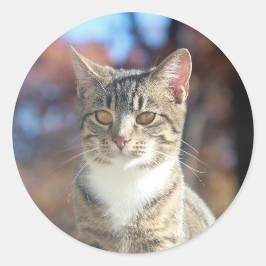 ブリン ラウンドシール (正面)