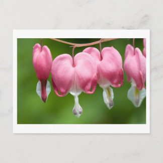 ブリーザー ポストカード