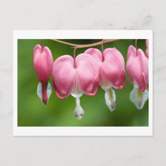 ブリーザー ポストカード (正面)