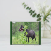 ブリージー ポストカード (スタンド正面)