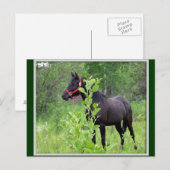 ブリージー ポストカード (正面/裏面)