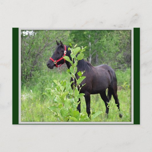 ブリージー ポストカード (正面)