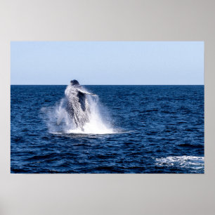 ブリーチングザトウクジラ ポスター