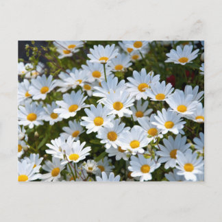 ブリーフカアート「veld vol madeliefjes」 ポストカード