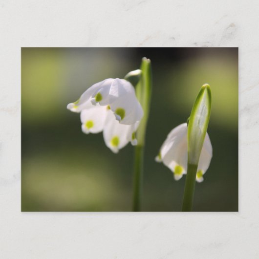 ブリーフカステンのフュリンゴボテンブリンゲン・グリュック ポストカード (正面)