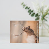 ブルエルクイエローストーン国立公園 ポストカード (スタンド正面)