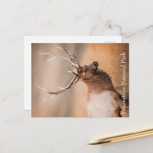 ブルエルクイエローストーン国立公園 ポストカード (正面/裏面インサイチュ)