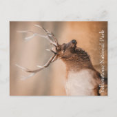 ブルエルクイエローストーン国立公園 ポストカード (正面)