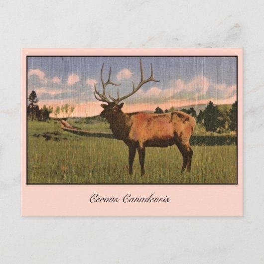 ブルエルクインイエローストーンパーク ポストカード (正面)