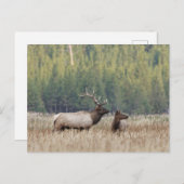 ブルエルクインメドウ |イエローストーン国立公園 ポストカード (正面/裏面)
