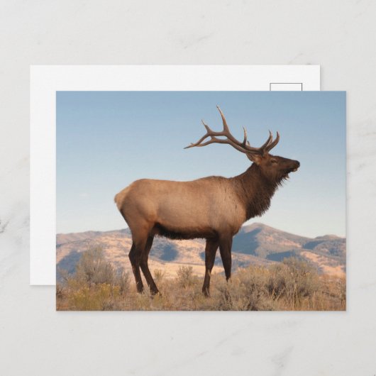 ブルエルクニアマンモス |ワイオミング ポストカード (正面/裏面)