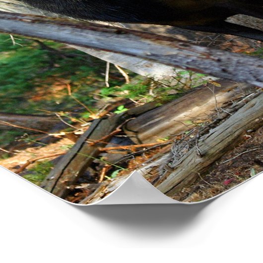 ブルエルク写真 ポスター (角)