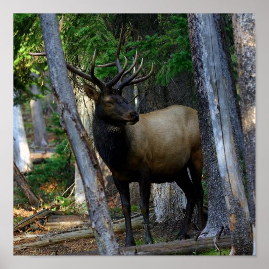 ブルエルク写真 ポスター (正面)