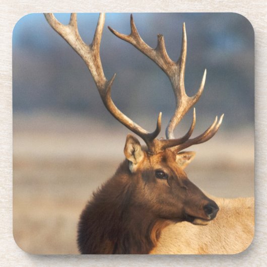 ブルエルク素晴らしのポートレート コースター (正面)