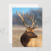 ブルエルク素晴らしのポートレート ポストカード (正面/裏面)