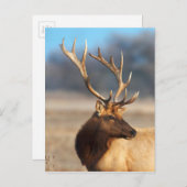 ブルエルク素晴らしのポートレート ポストカード (正面/裏面)