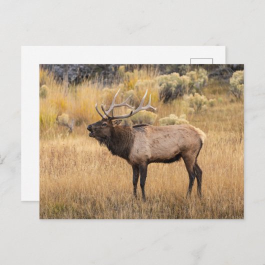 ブルエルク |イエローストーン国立公園 ポストカード (正面/裏面)