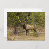 ブルエルク |イエローストーン国立公園 ポストカード (正面/裏面)