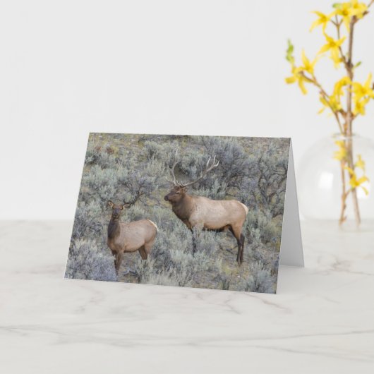 ブルエルク イエローストーン国立公園(ワイオミング州) カード (黄色い花)