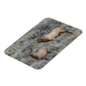 ブルエルク イエローストーン国立公園（ワイオミング州） マグネット (左側)