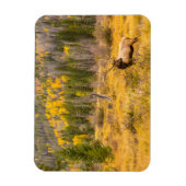 ブルエルク |コロラド州ロッキーマウンテン国立公園 マグネット (縦)