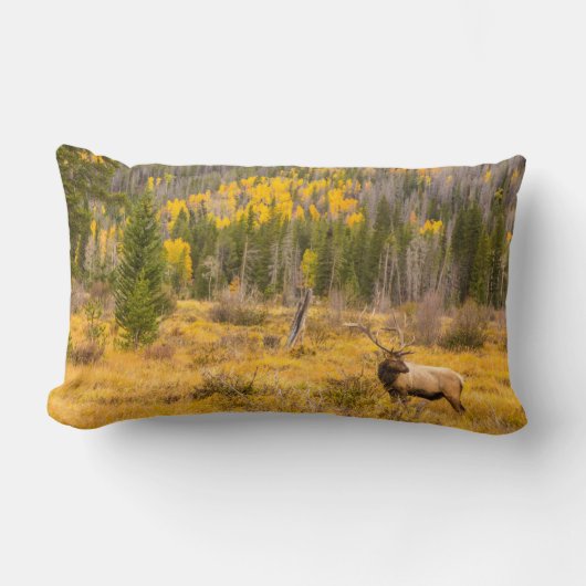 ブルエルク |コロラド州ロッキーマウンテン国立公園 ランバークッション (正面)
