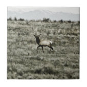 ブルエルクP2800タイル タイル (正面)