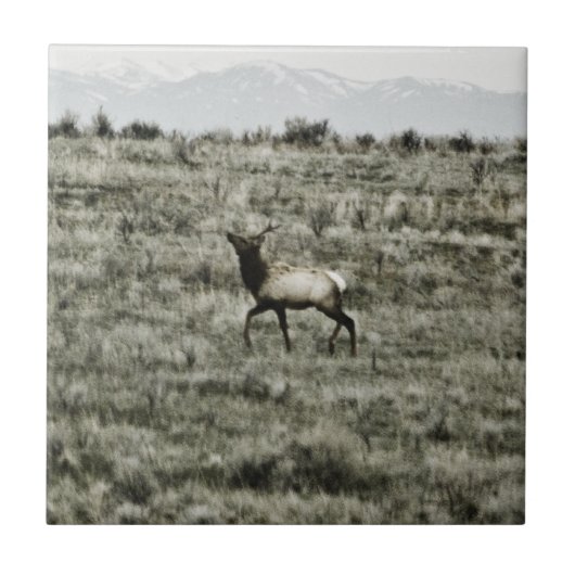 ブルエルクP2800タイル タイル (正面)