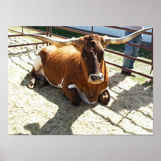 ブルカウロングホーン牧場ロデオ動物写真 ポスター (正面)