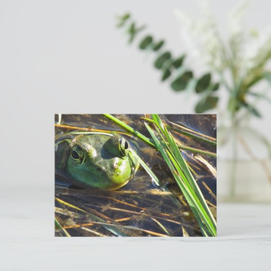 ブルカエルのはがき ポストカード (スタンド正面)