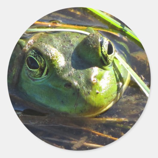 ブルカエルのシール ラウンドシール (正面)