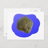 ブルカエル葉書 ポストカード (正面/裏面)