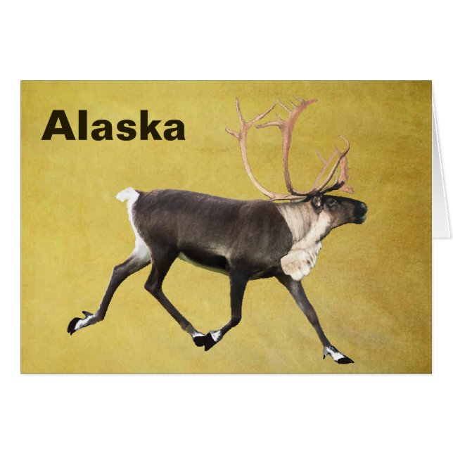 ブルカリブー (正面横)