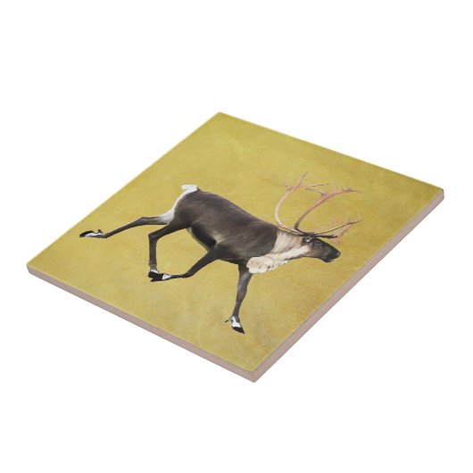 ブルカリブー タイル (側面)