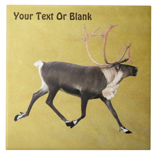 ブルカリブー タイル (正面)