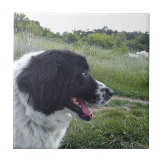 ブルガリアの牧羊犬 タイル (正面)